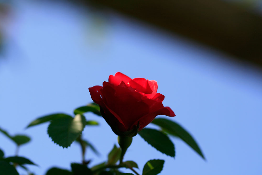 Der Duft der Rose