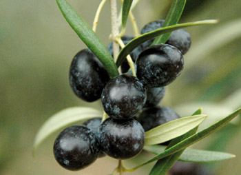 Lob der schwarzen Oliven
