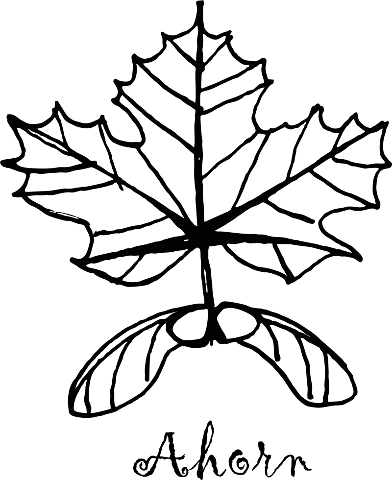 Keltisches Baumhoroskop im Zeichen des Ahorn