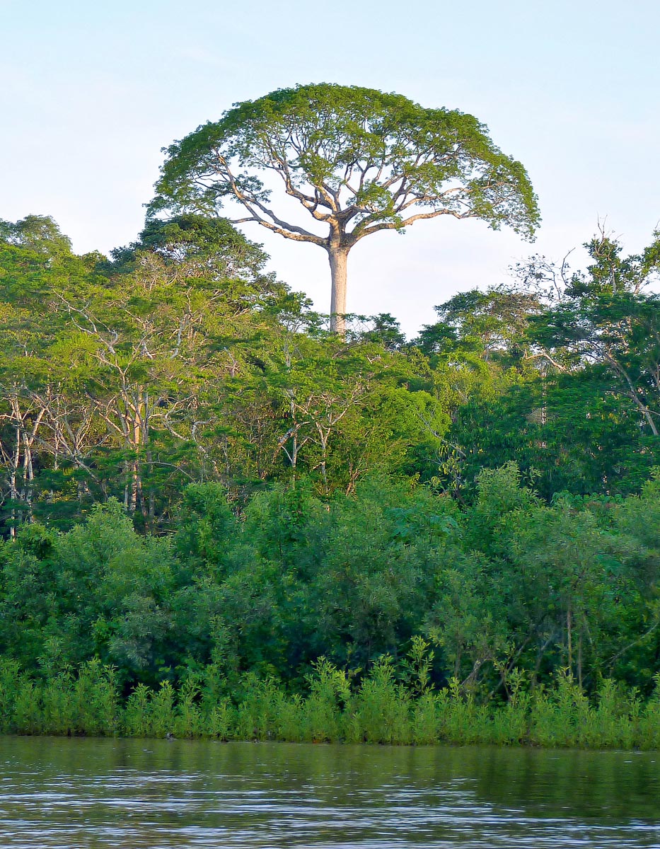 Schützenswerte Tropenwälder – Praxisbeispiel Panguana