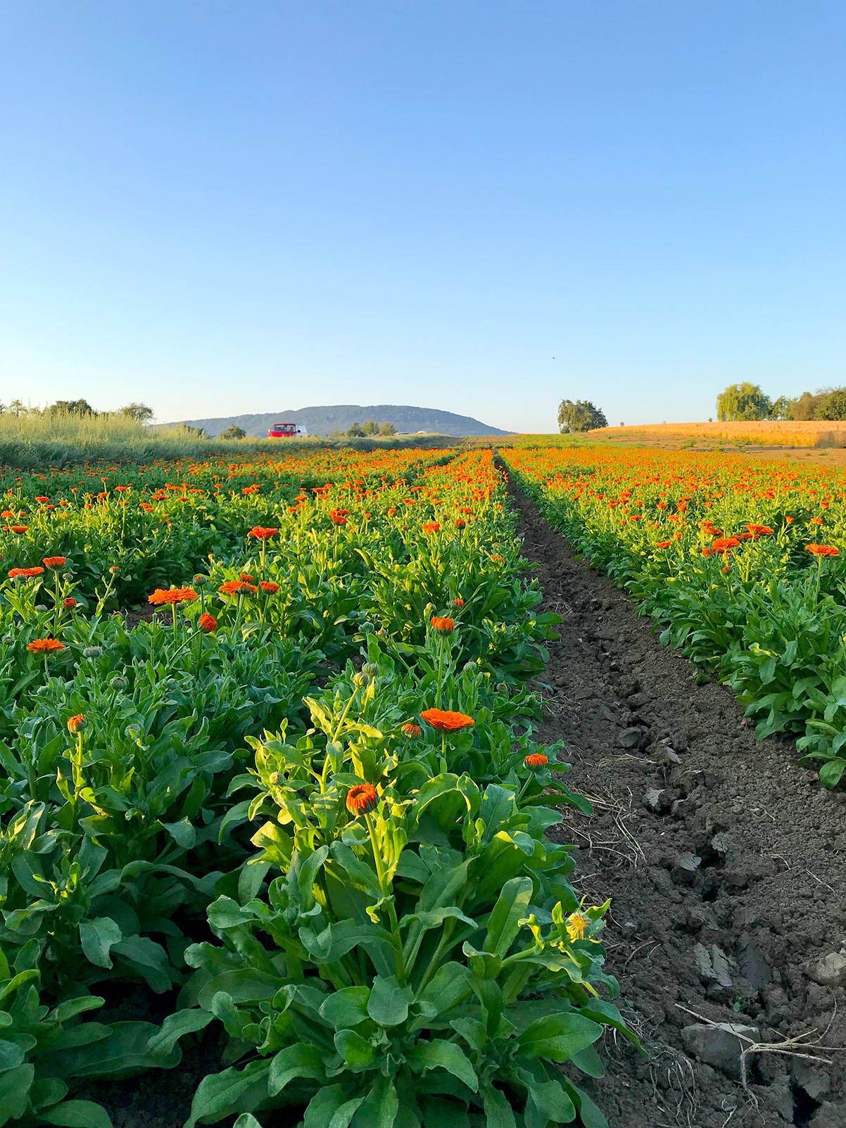 Schweizer Volksabstimmung zum Pestizidausstieg: Ackergifte müssen EU-weit vom Acker