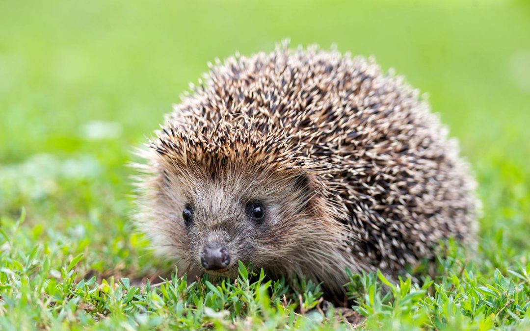 Igel gefunden – was nun ?