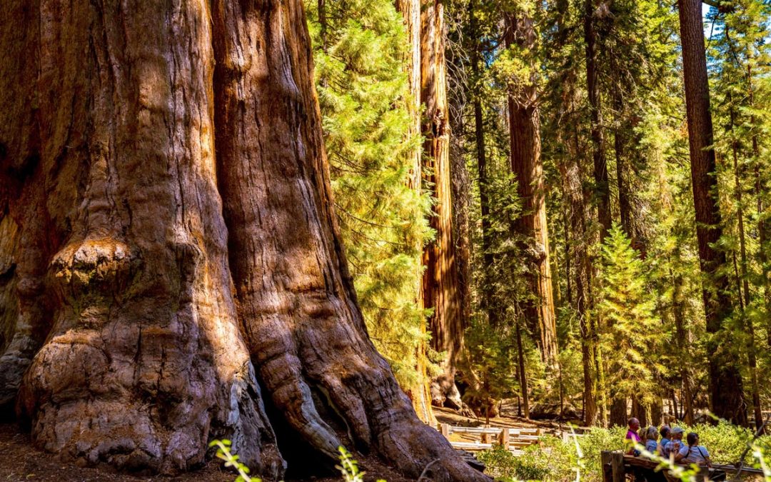 Die Kraft der Bäume