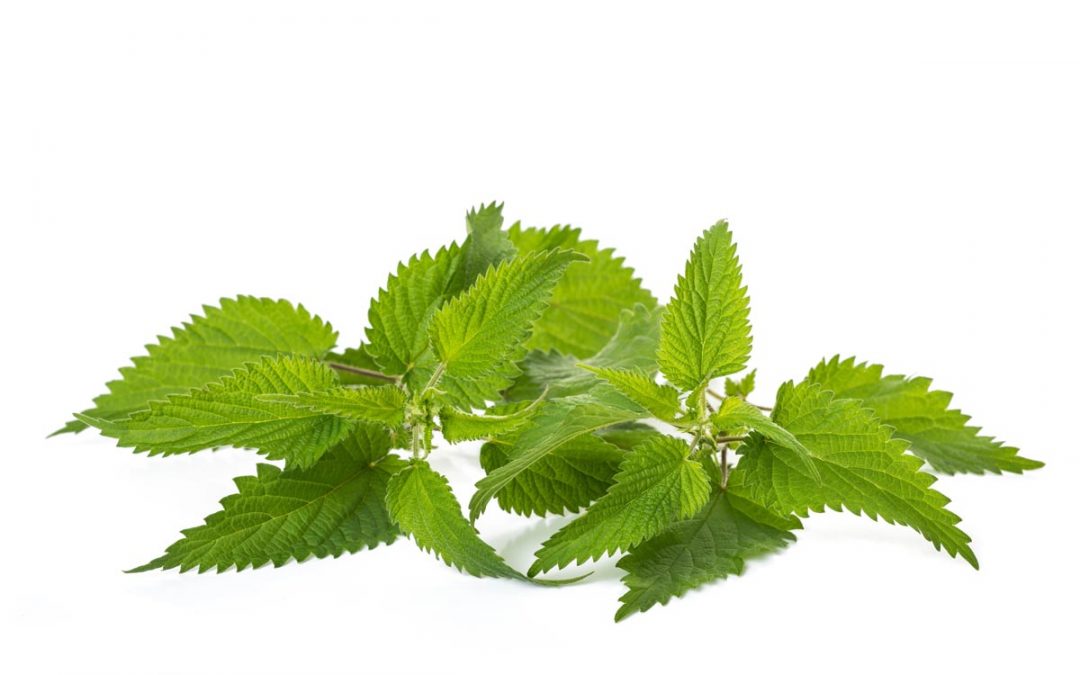 Rezepte mit frischen Wildkräutern